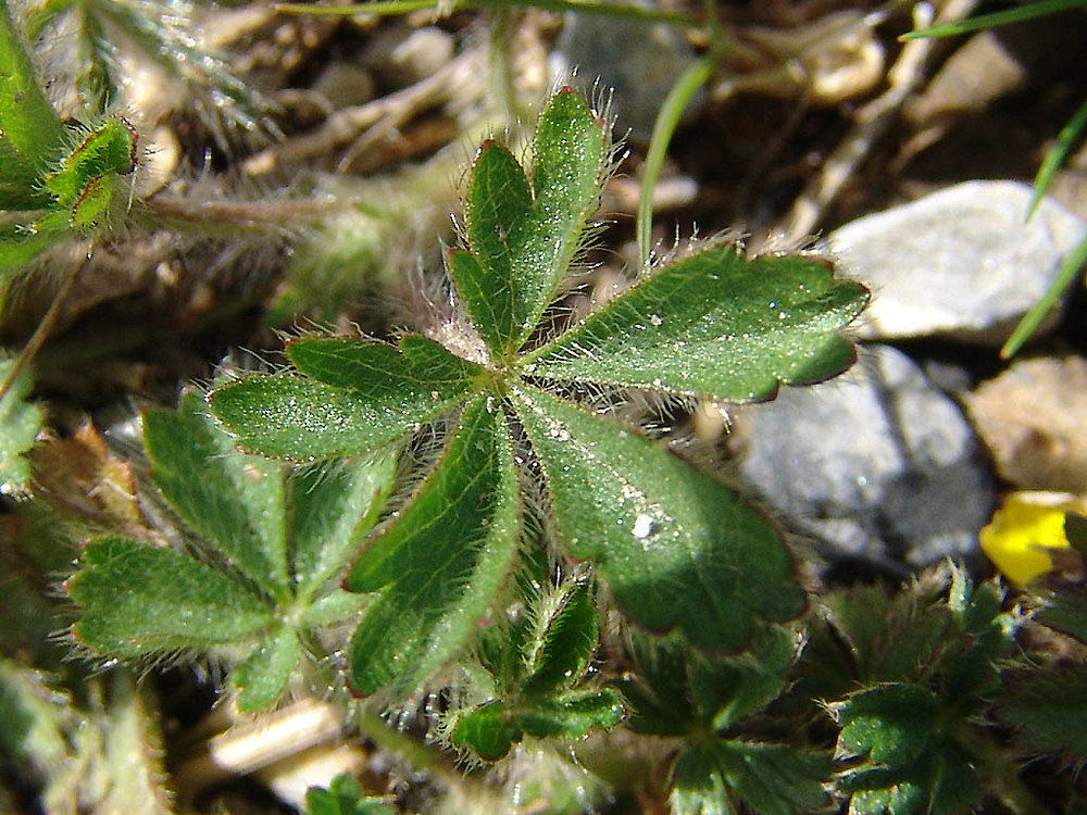 Potentilla verna